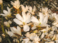 Magnolia 'Pickard's Stardust' - Sierboom - Hortus Conclusus  - 4