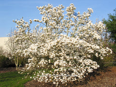 Magnolia 'Pickard's Stardust' - Sierboom - Hortus Conclusus  - 5
