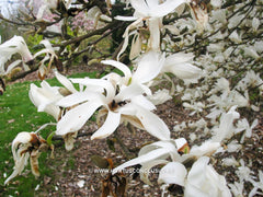 Magnolia 'Pickard's Stardust' - Sierboom - Hortus Conclusus  - 6