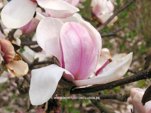 Magnolia 'Pickard's Sundew'