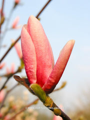 Magnolia 'Pink Charm' - Sierboom - Hortus Conclusus  - 2