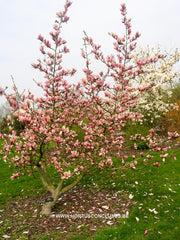 Magnolia 'Pink Charm' - Sierboom - Hortus Conclusus  - 3