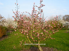 Magnolia 'Pink Charm' - Sierboom - Hortus Conclusus  - 4