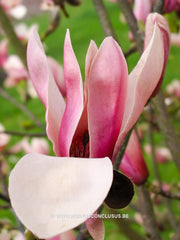 Magnolia 'Pink Charm' - Sierboom - Hortus Conclusus  - 5