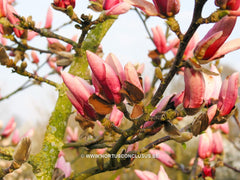 Magnolia 'Pink Charm' - Sierboom - Hortus Conclusus  - 6