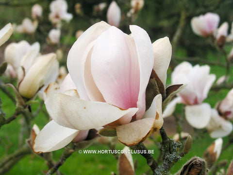 Magnolia 'Pink Goblet'