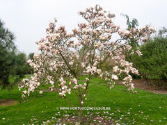 Magnolia 'Pink Goblet' - Sierboom - Hortus Conclusus  - 2