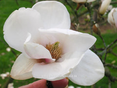 Magnolia 'Pink Goblet' - Sierboom - Hortus Conclusus  - 3