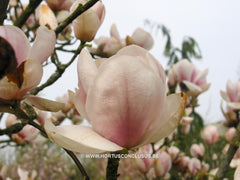 Magnolia 'Pink Goblet' - Sierboom - Hortus Conclusus  - 4