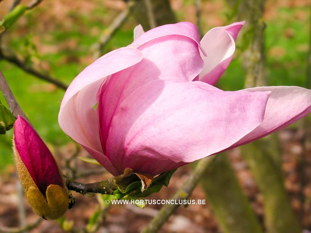 Magnolia 'Pinkie' - Heester - Hortus Conclusus  - 1