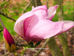 Magnolia 'Pinkie' - Heester - Hortus Conclusus  - 1