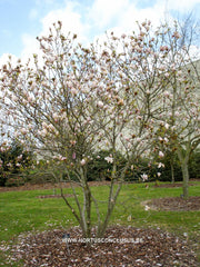 Magnolia 'Pinkie' - Heester - Hortus Conclusus  - 2