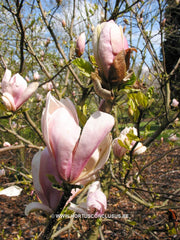 Magnolia 'Pinkie' - Heester - Hortus Conclusus  - 4