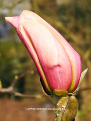 Magnolia 'Pinkie' - Heester - Hortus Conclusus  - 5