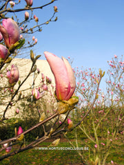 Magnolia 'Pinkie' - Heester - Hortus Conclusus  - 6