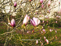 Magnolia 'Pinkie' - Heester - Hortus Conclusus  - 7
