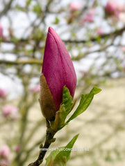 Magnolia 'Pinkie' - Heester - Hortus Conclusus  - 8