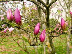 Magnolia 'Pinkie' - Heester - Hortus Conclusus  - 9
