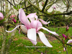 Magnolia 'Pinkie' - Heester - Hortus Conclusus  - 11