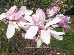 Magnolia 'Pinkie' - Heester - Hortus Conclusus  - 12