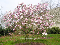 Magnolia 'Pinkie' - Heester - Hortus Conclusus  - 13