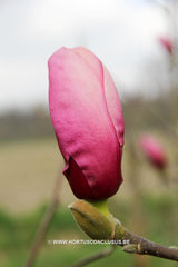 Magnolia 'Purple Globe' - Sierboom - Hortus Conclusus  - 1