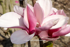 Magnolia 'Purple Globe' - Sierboom - Hortus Conclusus  - 2