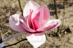 Magnolia 'Purple Globe' - Sierboom - Hortus Conclusus  - 3