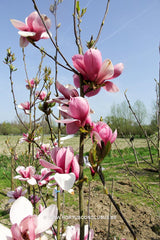Magnolia 'Purple Globe' - Sierboom - Hortus Conclusus  - 4