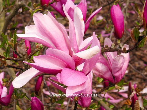 Magnolia 'Randy'