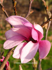 Magnolia 'Randy' - Heester - Hortus Conclusus  - 3