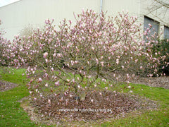 Magnolia 'Randy' - Heester - Hortus Conclusus  - 4