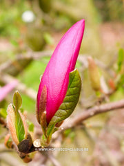 Magnolia 'Randy' - Heester - Hortus Conclusus  - 6