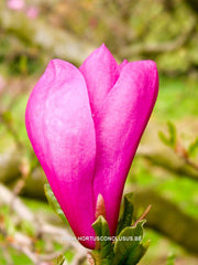 Magnolia 'Randy' - Heester - Hortus Conclusus  - 7