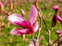 Magnolia 'Randy' - Heester - Hortus Conclusus  - 8