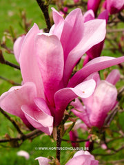 Magnolia 'Randy' - Heester - Hortus Conclusus  - 9