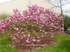 Magnolia 'Randy' - Heester - Hortus Conclusus  - 10
