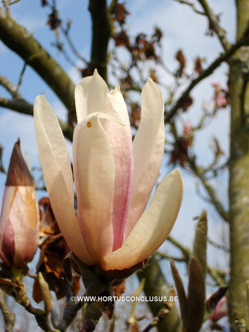 Magnolia 'Raspberry Ice'
