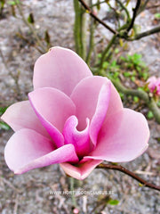 Magnolia 'Raspberry Ice' - Heester - Hortus Conclusus  - 2