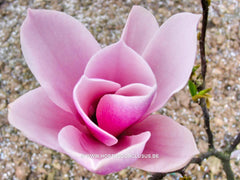 Magnolia 'Raspberry Ice' - Heester - Hortus Conclusus  - 4