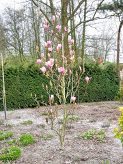 Magnolia 'Raspberry Ice' - Heester - Hortus Conclusus  - 5