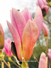 Magnolia 'Raspberry Ice' - Heester - Hortus Conclusus  - 6