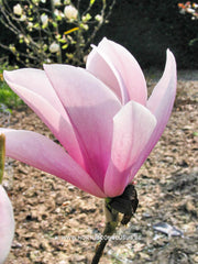 Magnolia 'Raspberry Ice' - Heester - Hortus Conclusus  - 7