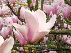 Magnolia 'Raspberry Ice' - Heester - Hortus Conclusus  - 8