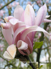 Magnolia 'Ricki' - Heester - Hortus Conclusus  - 1