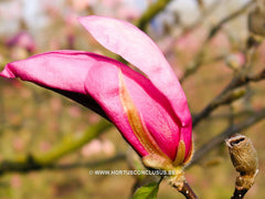 Magnolia 'Ricki' - Heester - Hortus Conclusus  - 2
