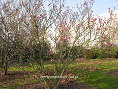 Magnolia 'Ricki' - Heester - Hortus Conclusus  - 3