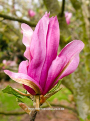 Magnolia 'Ricki' - Heester - Hortus Conclusus  - 5