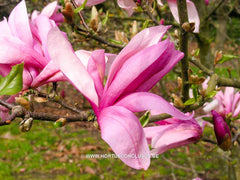 Magnolia 'Ricki' - Heester - Hortus Conclusus  - 6