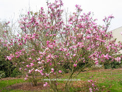 Magnolia 'Ricki' - Heester - Hortus Conclusus  - 7